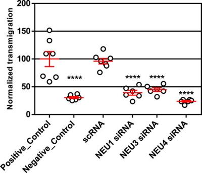 Inhibitors of Human Neuraminidase Enzymes Block Transmigration in vitro